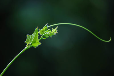 Close-up of green plant