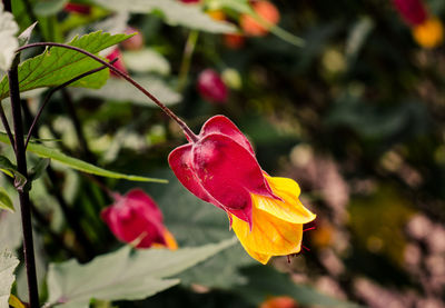 Close-up of red rose flower