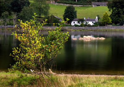 Scenic view of lake by trees