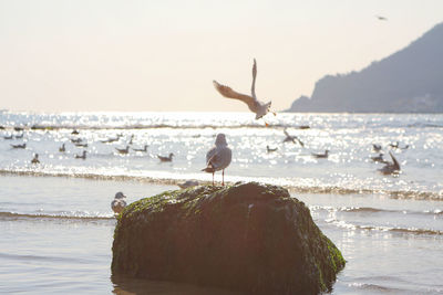 It's a peaceful scene on the beach where the seagulls are playing.