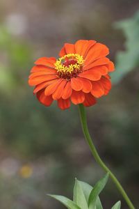 Close-up of orange flower