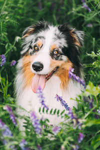 Close-up of dog