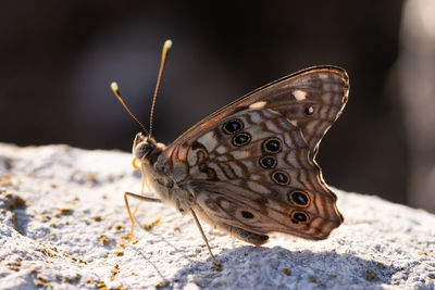 Close-up of butterfly