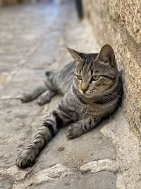 Close-up of cat sitting on rock