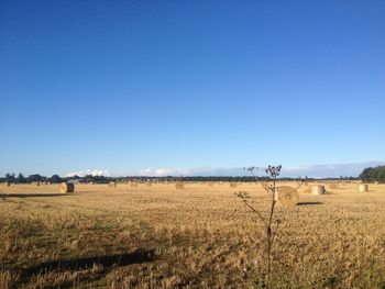 Scenic view of field against clear blue sky