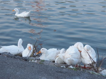 Swans on lake