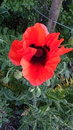 Close-up of red flower