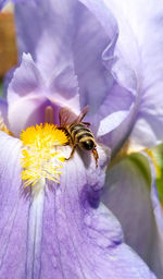 Close-up of bee on flower