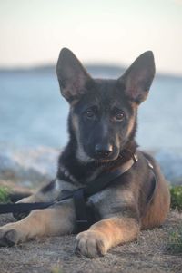 Portrait of dog sitting by water