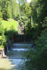 Stream flowing amidst trees in forest