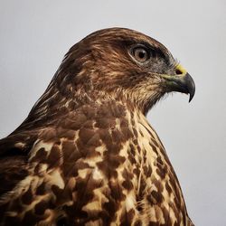 Close-up side view of kite against clear sky