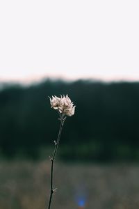 Close-up of wilted plant on field