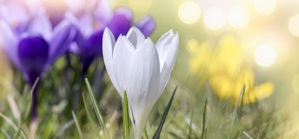 Close-up of white crocus flower in field