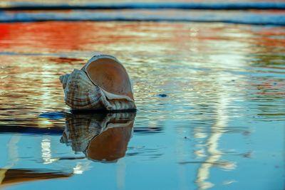 Close-up of shell on a lake