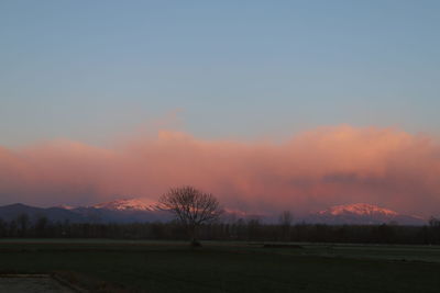 Silhouette trees on field against sky during sunset