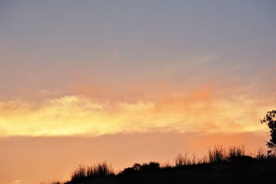 Silhouette trees against sky during sunset