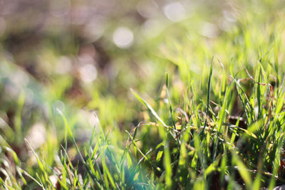 Close-up of crops growing on field