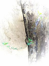 Close-up of plant against wall