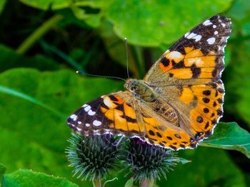 Butterfly perching on flower