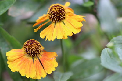 Close-up of yellow flower