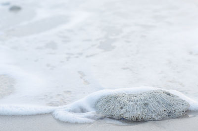 Close-up of lizard on sand