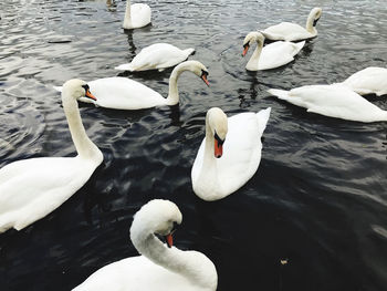 High angle view of swans swimming in lake