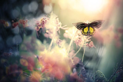 Close-up of butterfly on flower field