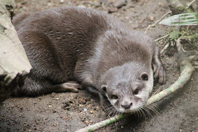 Close-up of a sleeping animal