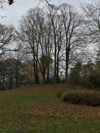 Trees against sky