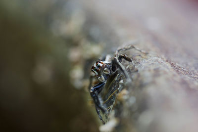 Close-up of fly on rock