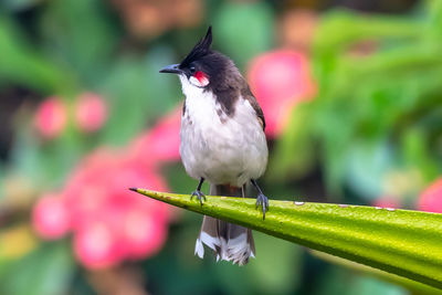 Close-up of bird perching on plant