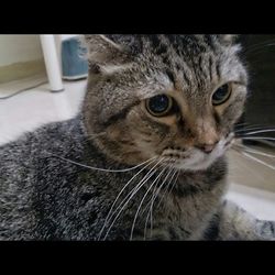 Close-up portrait of cat