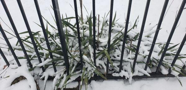 Close-up of frozen plants on field during winter