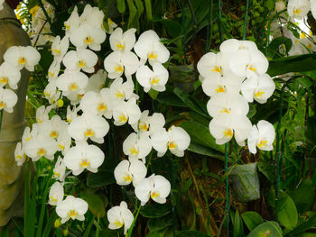 Close-up of white flowering plants