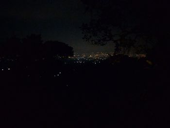 Illuminated trees in the dark