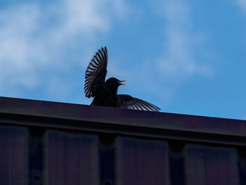 Low angle view of bird flying