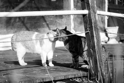 View of two cats on fence