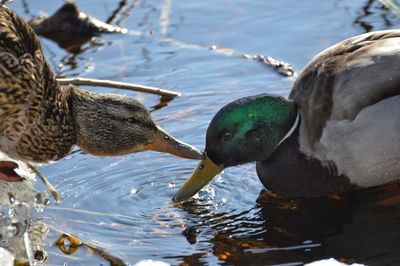 Close-up of duck swimming in lake