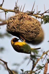 Close-up of bird perching on nest