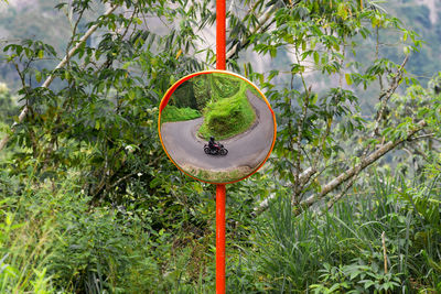 Close-up of bird perching on tree