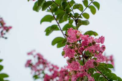 Close-up of pink flowering plant