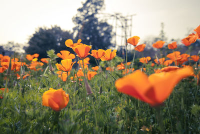 Close-up of yellow flowers blooming in field