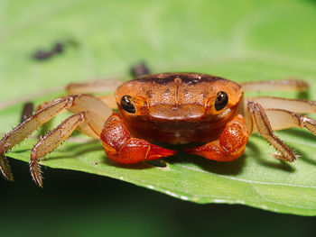 Terrestrial crab - scandarma splendidum on a mangrove in bako national park