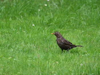 Bird on a field