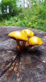 Close-up of mushroom growing on wood