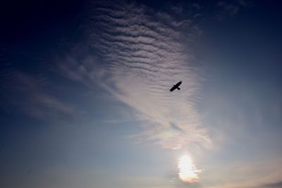 Low angle view of silhouette bird flying against sky