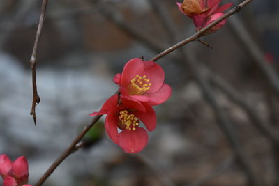 Close-up of pink cherry blossom