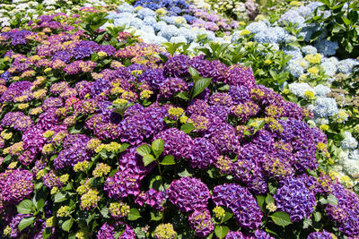 High angle view of purple flowering plants in park