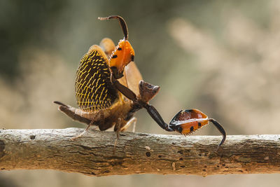 Astyliasula phyllopus on nature place