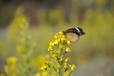 Close-up of butterfly perching on yellow flower